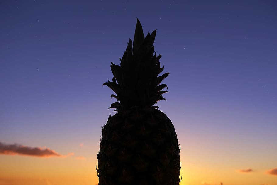 silhouette photo of pineapple, nature, sunset, sky, outdoors HD wallpaper