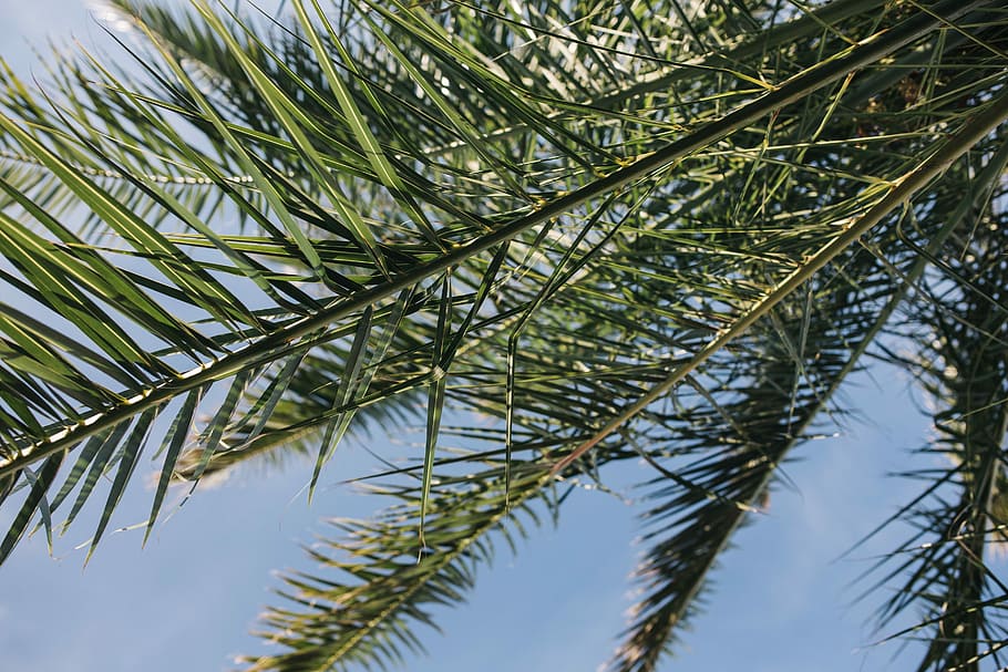 Green palm tree, summer, nature, sky, leaf, leaves, outdoors HD wallpaper