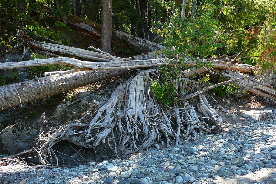 trees, fallen, dead, roots, exposed, decay, forest, pebbles HD wallpaper