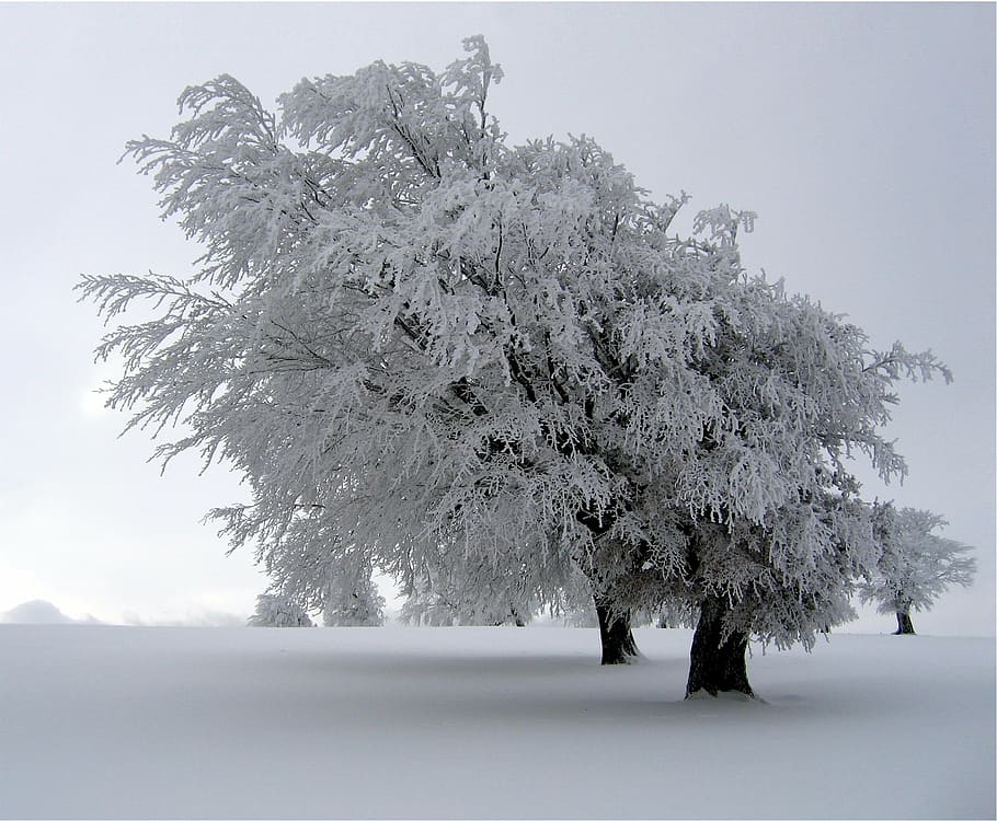 trees, snow covered, landscape, winter, cold, season, white HD wallpaper