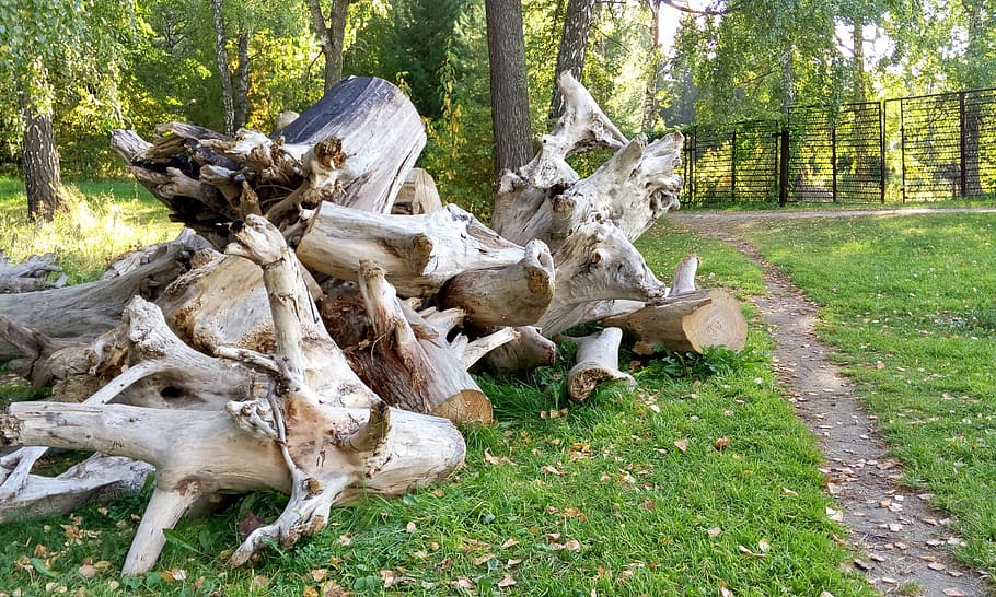 snagit, tree, roots, firewood, stump, plant, land, day, grass HD wallpaper