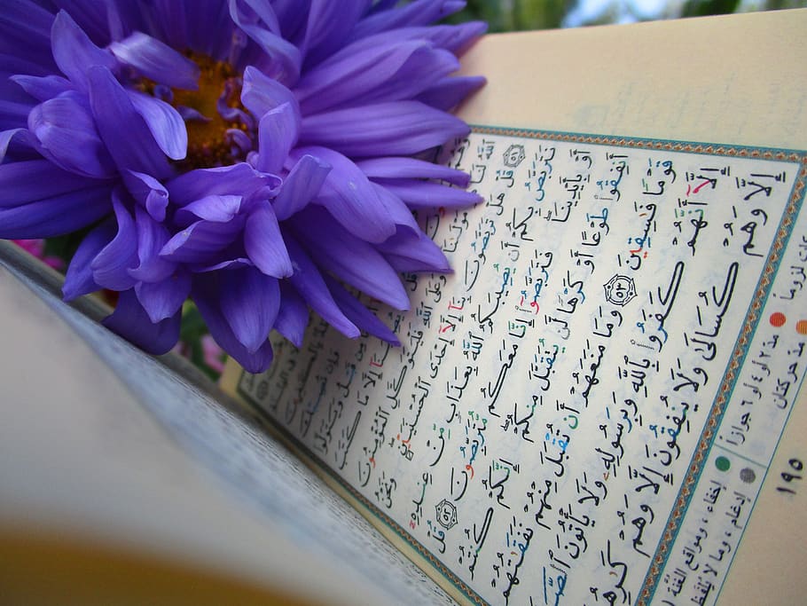 صورة اسلامية من موقع wallpaper flare Quran-shrine-scripture-muslims-mosque-islam