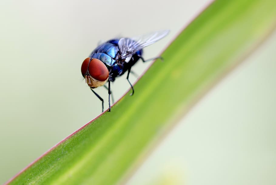macro photography of blue flies, fly, summer, outdoor, closeup, HD wallpaper