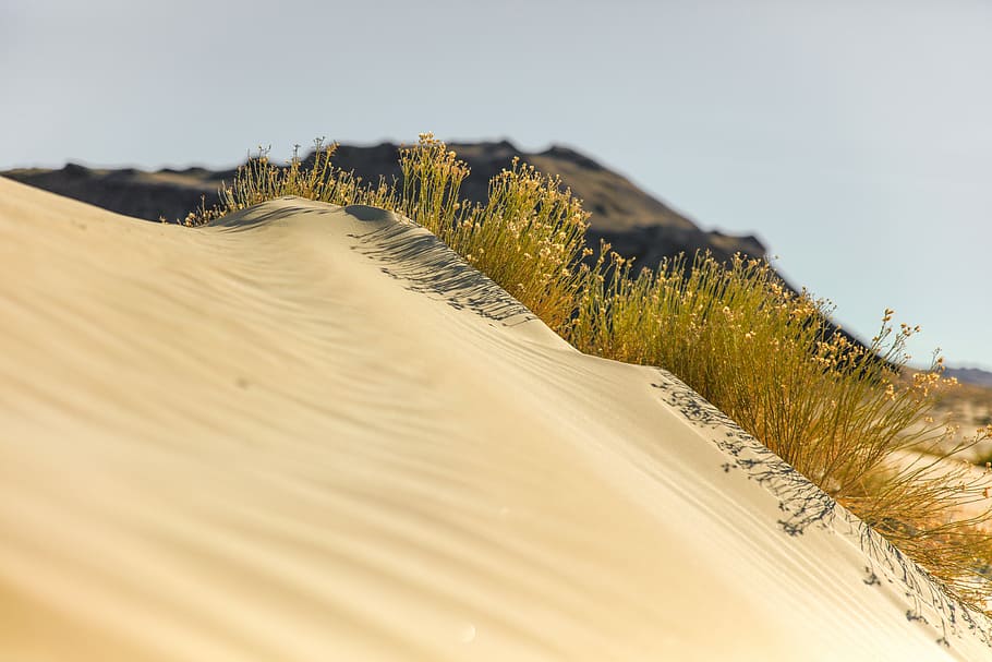 low angle photography of yellow plants on sand, green grass in desert HD wallpaper