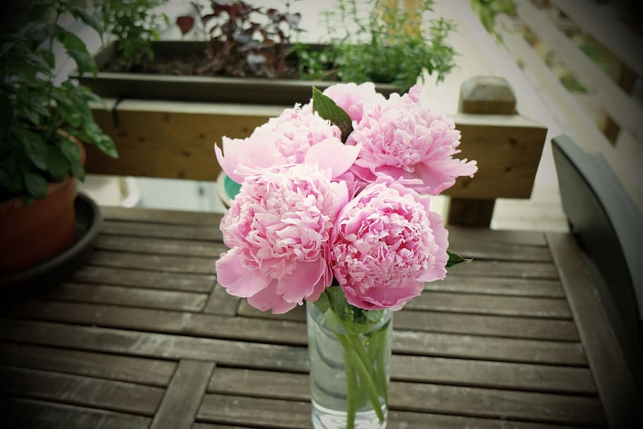 pink decorative flowers, vase, pink color, flowering plant HD wallpaper