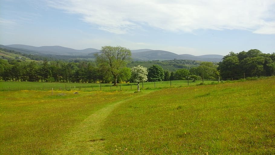 view, meadow, landscape, green, hills, plant, tree, beauty in nature HD wallpaper