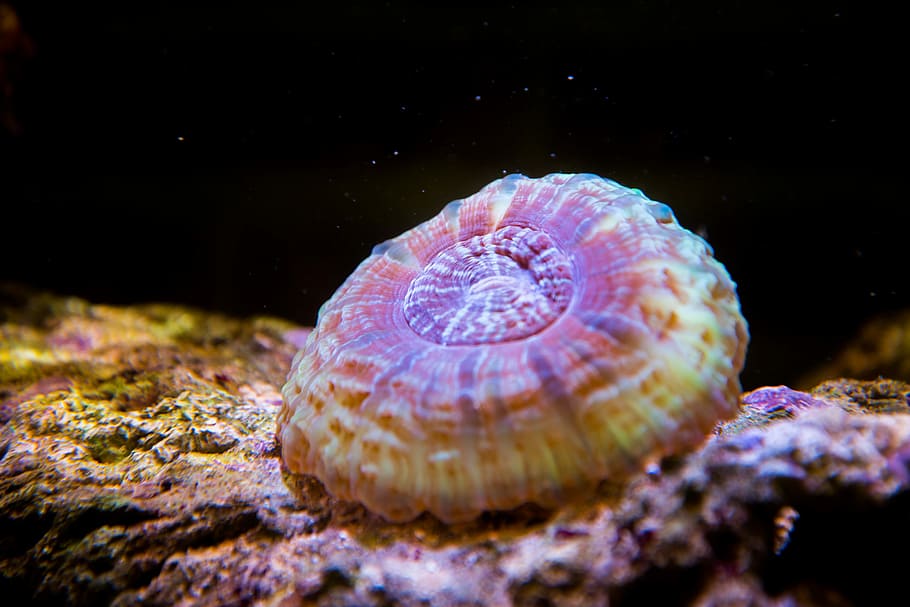 macro photography brown coral, brown and beige jellyfish, nature HD wallpaper