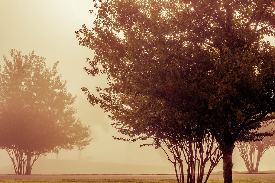 green leafed tree on brown soil, fall, sunset, fog, plant, autumn HD wallpaper