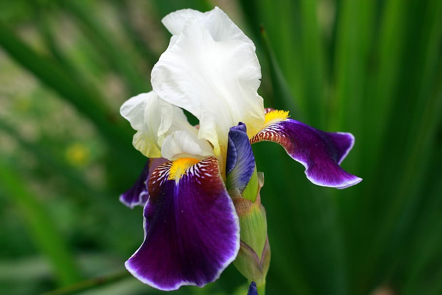 Iris, White, Yellow, Purple, Flower, garden, park, city, spring HD wallpaper