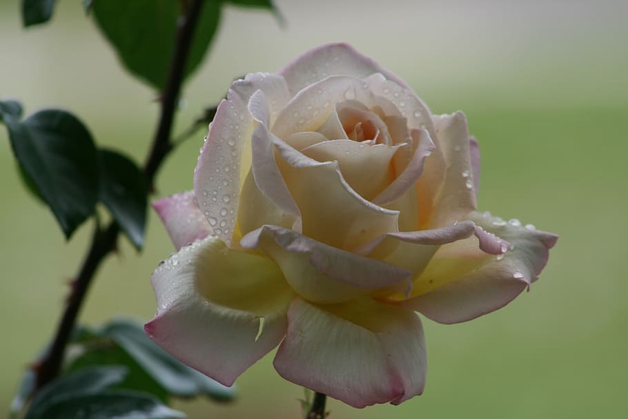 flower, nature, flora, leaf, garden, petal, floral, blooming HD wallpaper