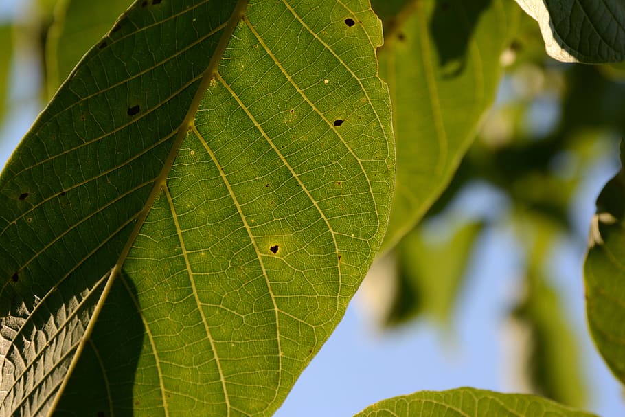 leaf, green, green leaf, nature, summer, natural, organic, tree HD wallpaper