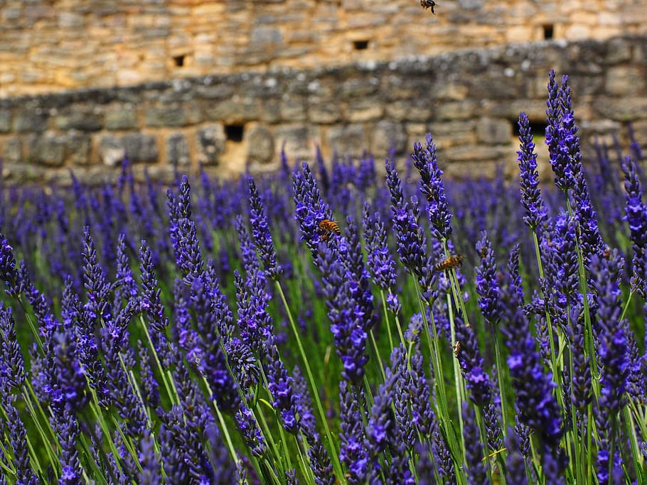 Lavender, Flowers, Field, blue, lavender field, lavender blossom, HD wallpaper