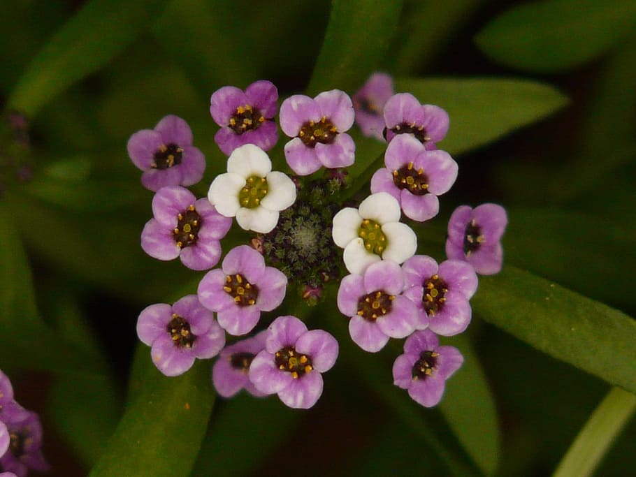 doldiger cress, arabis caucasica, flowers, plant, violet, white