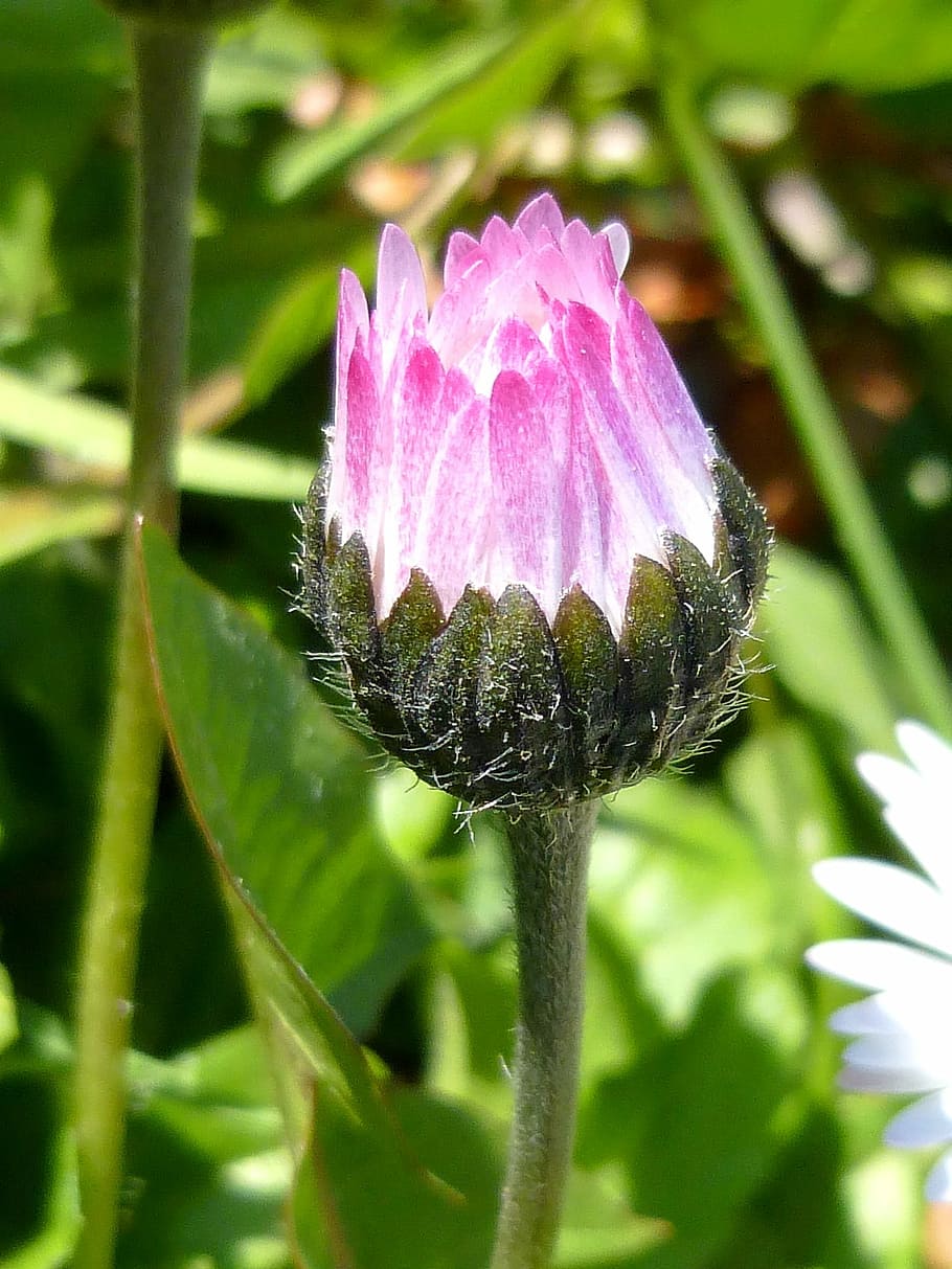 Spring, Flower, Sunshine, Daisy, flower buds, nature, fragility HD wallpaper