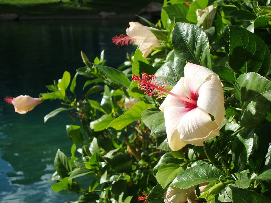 flower, spring, nature, bloom, beauty in nature, plant, flowering plant HD wallpaper