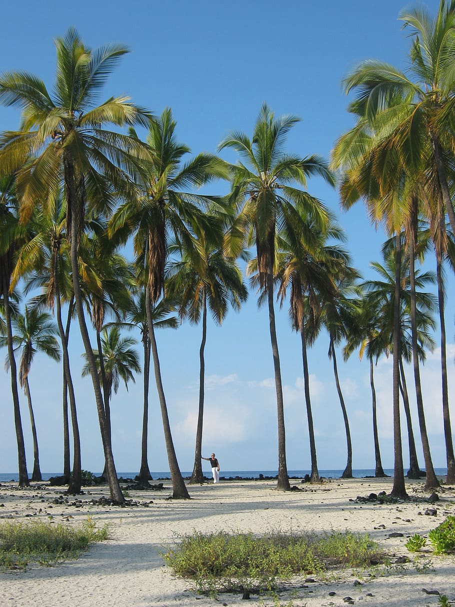 Hawaii, Big, Iland, Palm Trees, big iland, beach, sea, tropical climate, HD wallpaper