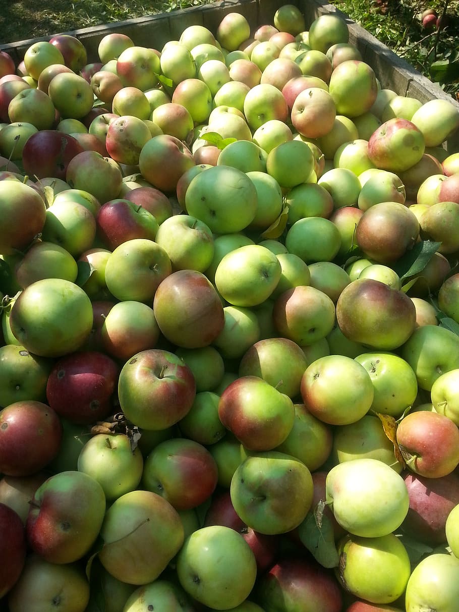 apples, red, green, fruit, nature, fresh, harvested, delicious HD wallpaper