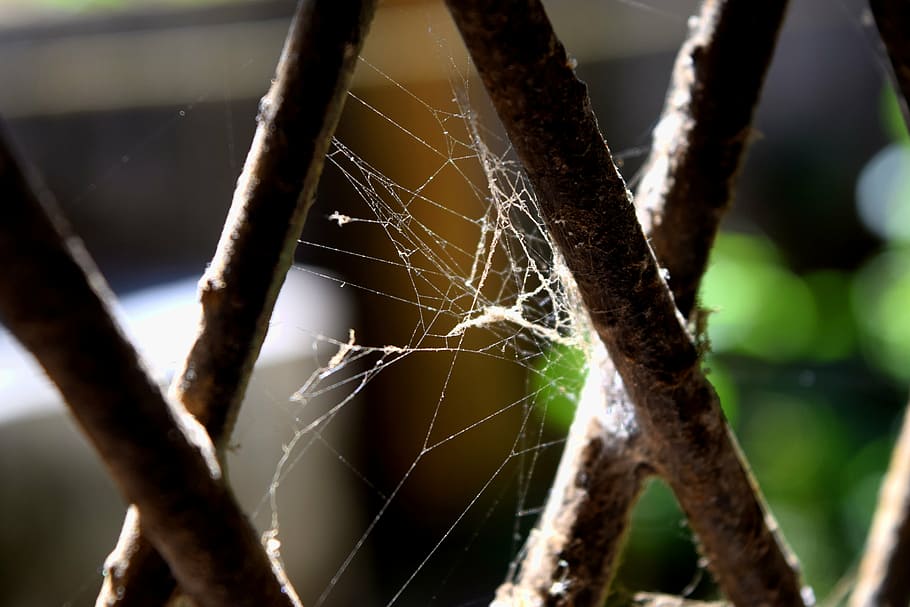 spider web, grey, dark, window, iron rod, close-up, focus on foreground HD wallpaper