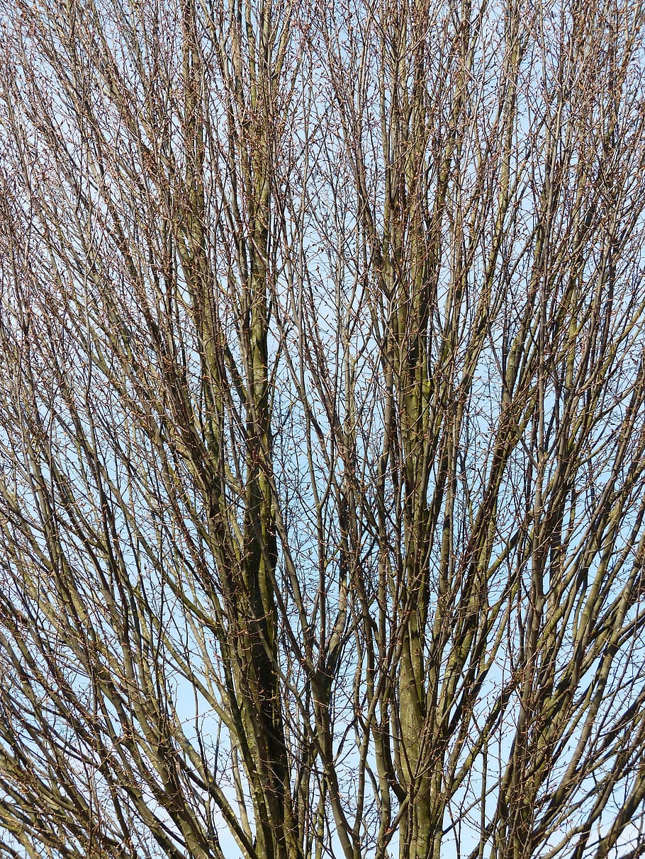tree, branches, nature, growth, bare tree, plant, full frame HD wallpaper