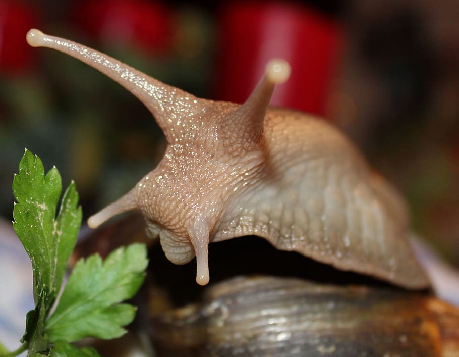 Snail, Agate, Screw Head, agate snail, animal, mollusk, slimy HD wallpaper