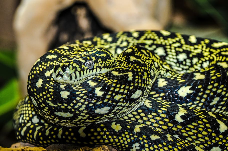 black and green snake closeup photography, zoo, macro, animal, HD wallpaper