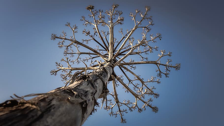 low angle photography of tree during daytime, dead, beach, algarve HD wallpaper
