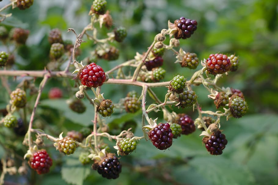 bokeh, berries, raspberries, blackberries, red, brown, branch, HD wallpaper