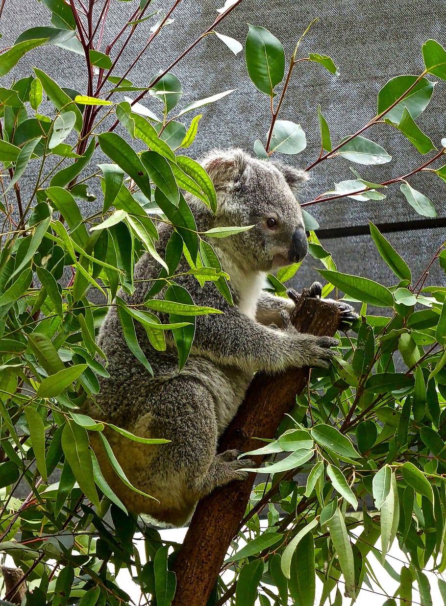 koala, bear, australian, eucalyptus, cute, marsupial, wildlife HD wallpaper