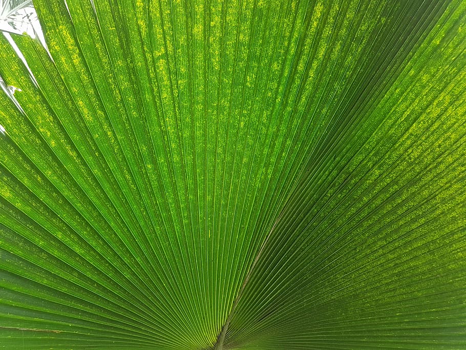Nature, Green, Leaf, Veins, leaf veins, background, green color HD wallpaper