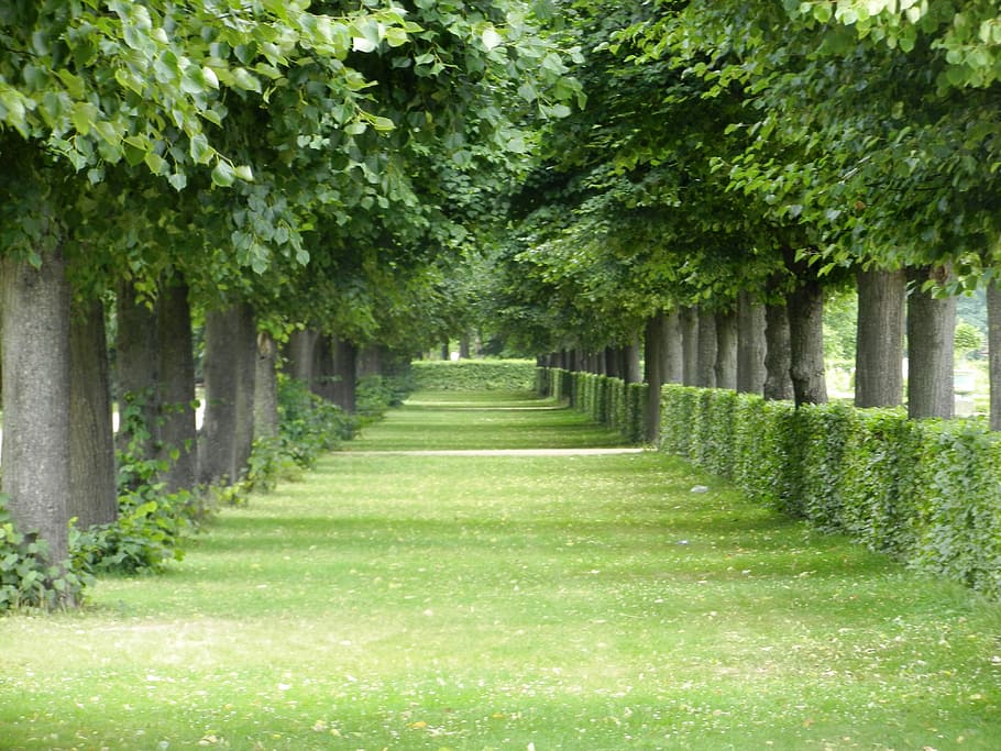 green grass pathway between trees at daytime, nature, the path, HD wallpaper