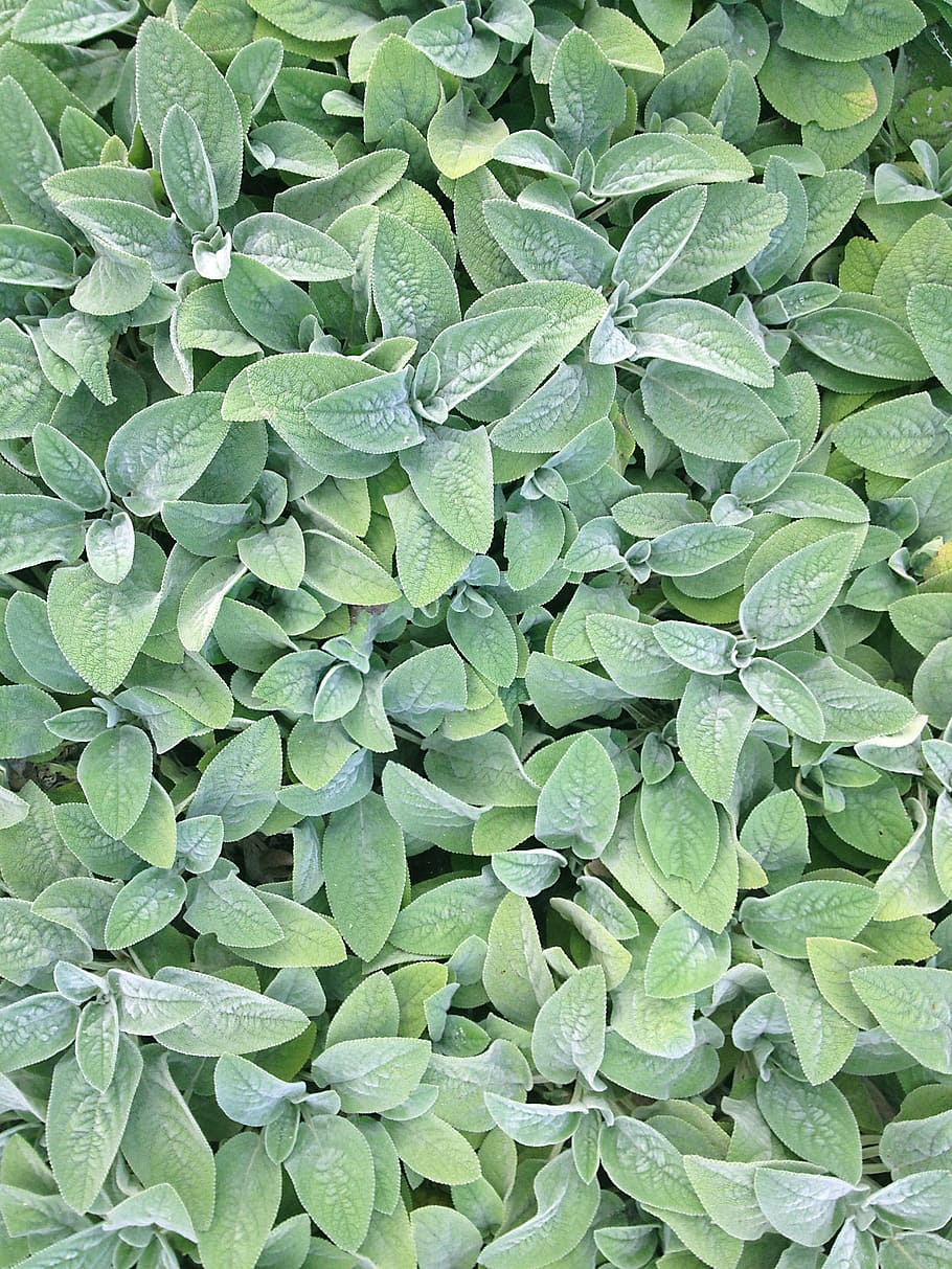 green, close up, springfield, green color, full frame, backgrounds HD wallpaper