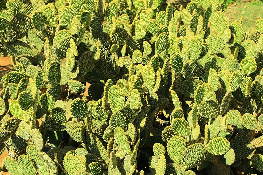 cactus, desert, prickly, dry, sting, spur, green color, full frame HD wallpaper