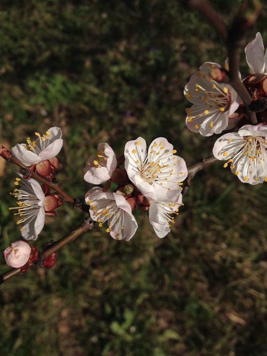 flowers, spring, tree, white, blossoming, nature, fruity garden HD wallpaper