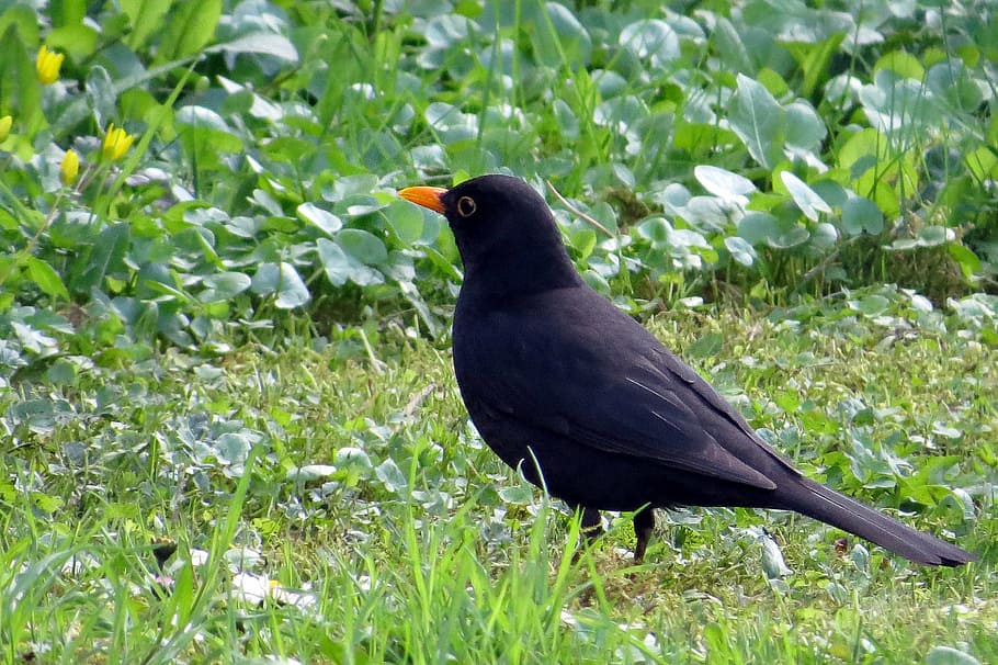 bird, blackbird, meadow, spring, animal themes, animal wildlife HD wallpaper