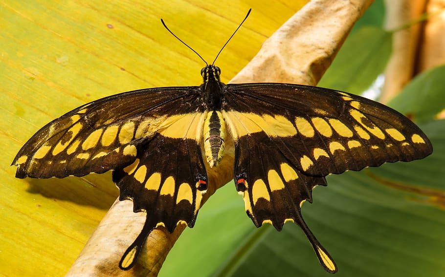 butterfly, insect, wing, probe, close, nectar, blossom, bloom HD wallpaper