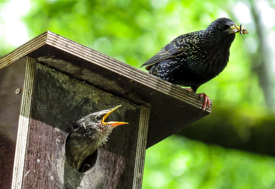black bird on top of brown wooden birdhouse, stare, spring HD wallpaper