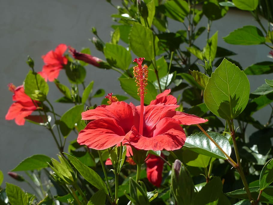 Flower, Hibiscus, red, leaf, plant, growth, green color, flowering plant HD wallpaper