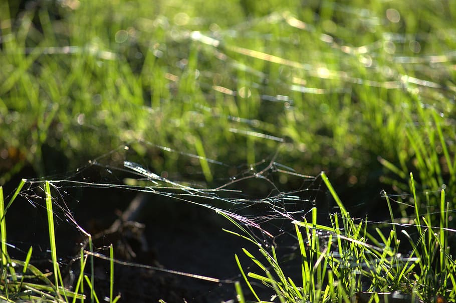 spider webs, grass, ground, green, summer, natural, season HD wallpaper