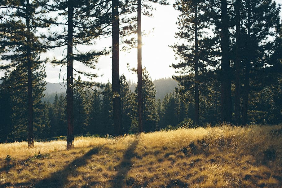 green trees under sunny sky, green forest, grass, wild, evergreen HD wallpaper