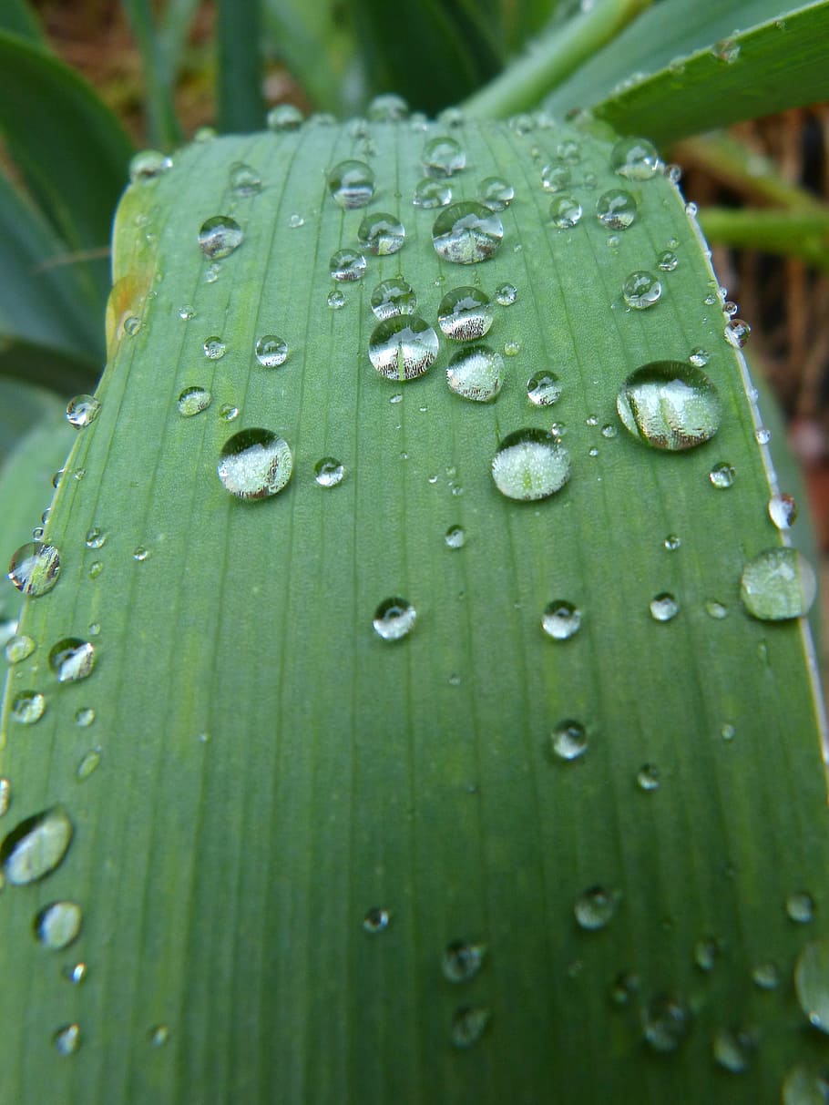 Leaf, Drops, Rocio, Moisture, Detail, green color, wet, nature HD wallpaper