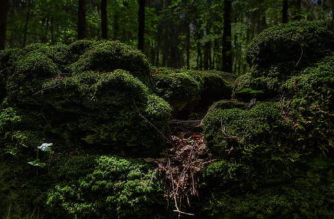 green mossy forest view, bemoost, nature, wild, fairy tale forest HD wallpaper