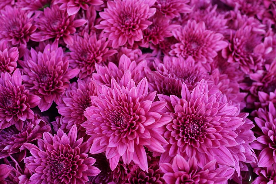 purple chrysanthemum, abstract, pattern, backdrop, nature, petal HD wallpaper