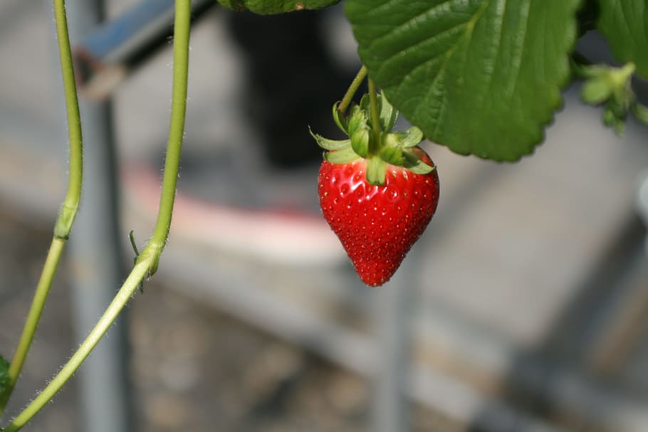 Strawberry, Organic, red, leaf, fruit, close-up, food and drink HD wallpaper