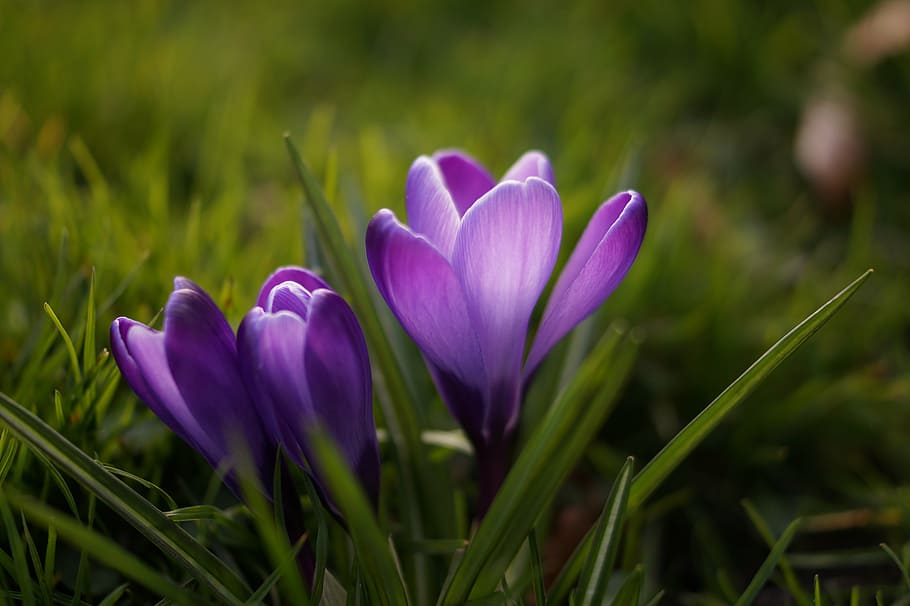 closeup photo of three purple petaled flowers, two, grass, crocus HD wallpaper