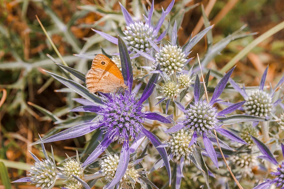 butterfly, close, orange, insect, blossom, bloom, nature, flower HD wallpaper