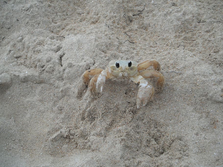 Crab, Shell, Beach, one animal, animal wildlife, animal themes HD wallpaper