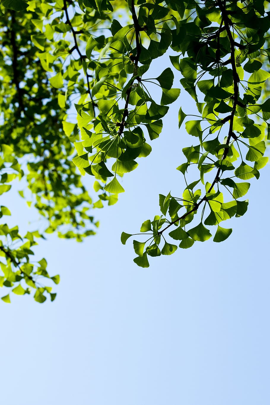 bud, leaf, green, spring, plants, nature, greenery, wood, state of the union HD wallpaper