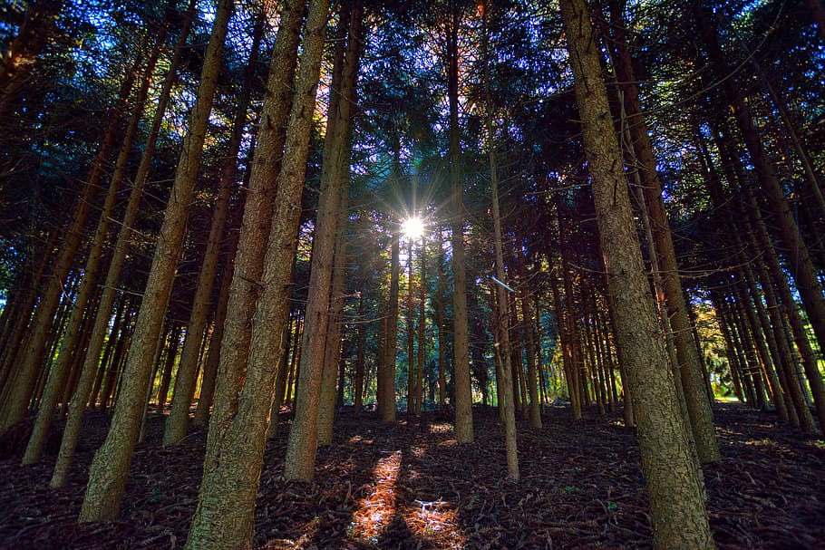 forest, sun, rays, natural, trees, nature, landscape, plant HD wallpaper