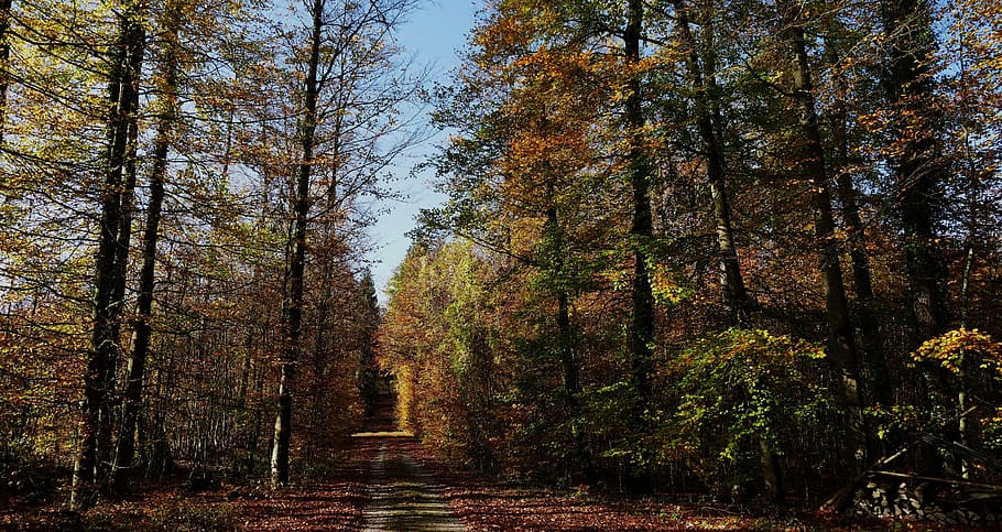 landscape, forest, trees, autumn, sun, light, leaves, plant HD wallpaper