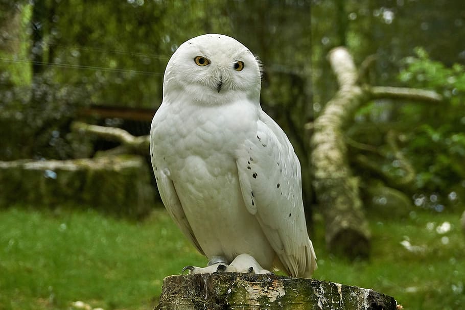 HD wallpaper: snowy owl, bird, raptor, nature, white, beautiful, animal  wildlife | Wallpaper Flare
